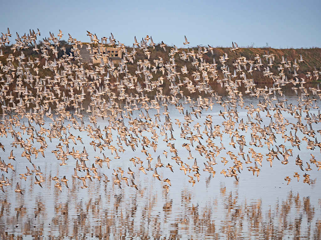 Red Knot, Calidris canutus flock arriving at roost at Snettisham RSPB Reserve on The Wash, Norfolk