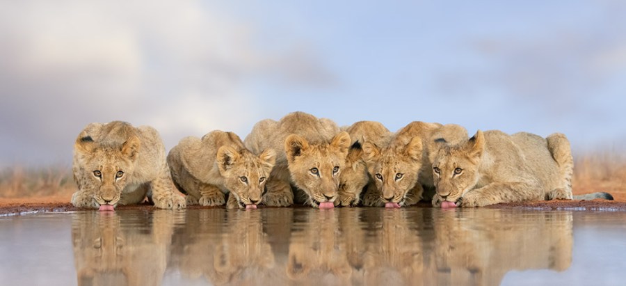 Marsel van Oosten: why you should photograph wildlife at low angles