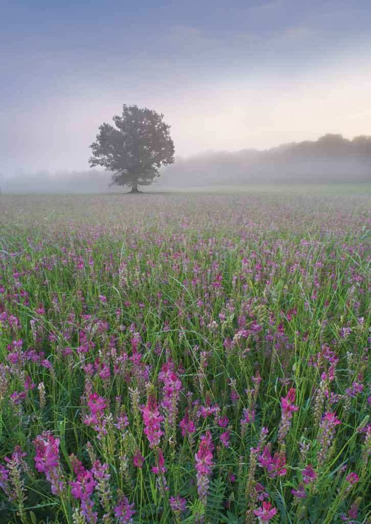 Soft light is always a good option when shooting flowers, such as these viper’s bugloss at sunrise. Image © Colin Roberts