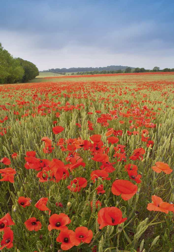 Wildflower images are often more effective if they are dominated by one or two colours. Image © Colin Roberts