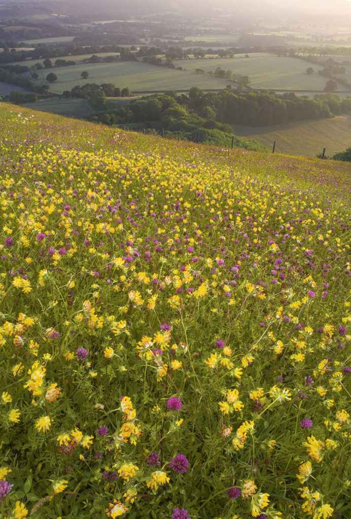 Vetch and clover at Butser Hill