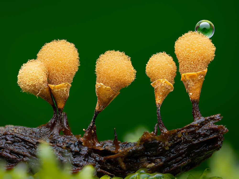 Young Close-up photographer of the year Nathan Benstead