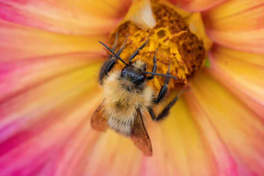 Macro image captured with a dedicated macro lens, the Canon RF 100mm