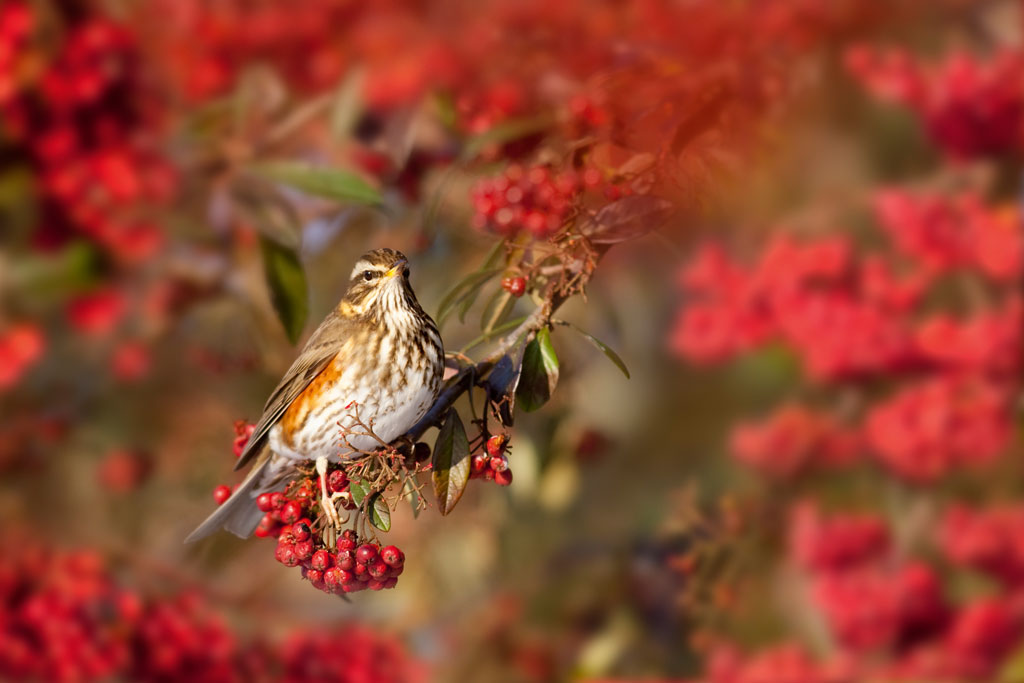 Ben Hall Redwig bird photograph