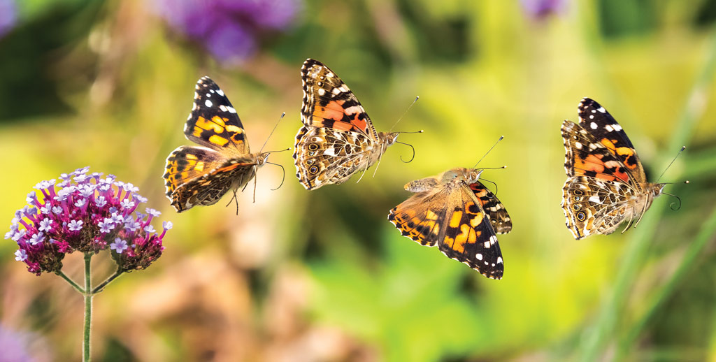 Painted Lady flight sequence