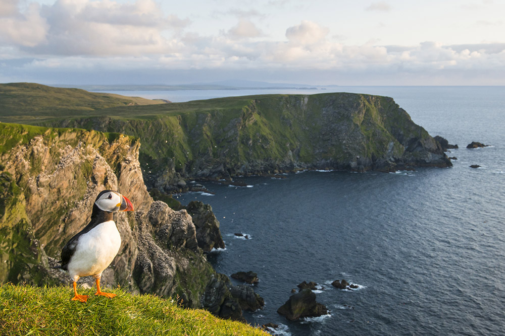 Atlantic puffin (Fratercula arctica) at clifftop edge, Hermaness National Nature Reserve, Unst, Shetland Islands, Scotland. Research is vital so you understand where and when you can photograph nature. Image: James Warwick, Getty Images