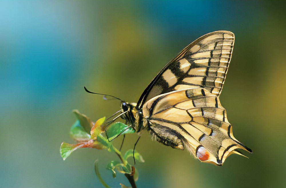 Swallowtail butterfly. Nikon D200, Nikon 105mm macro lens. 1/8sec @ f/2.8, ISO 200