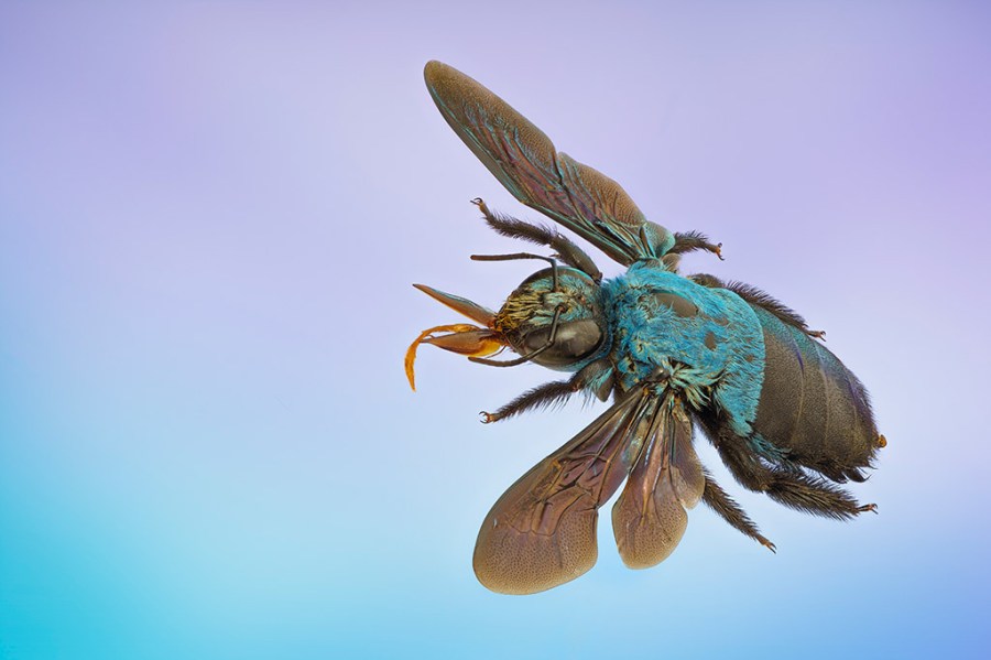 Macro insect portfolio wins EISA Maestro 2023 competition!