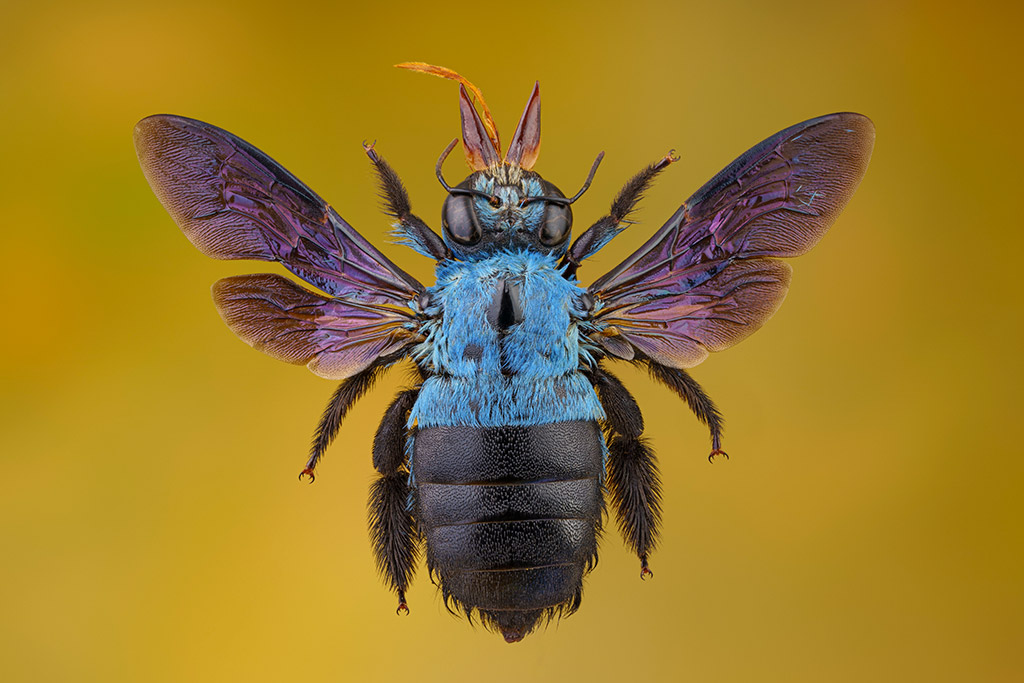 Blue bug against yellow background macro portfolio photography