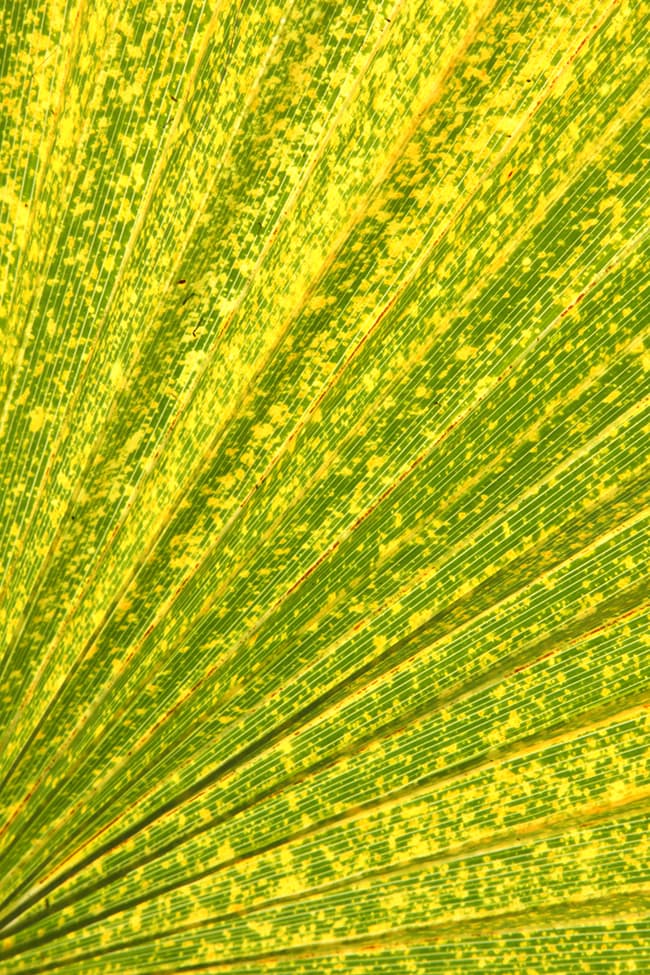 close-up of a leaf