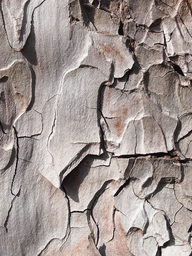 close up of tree bark