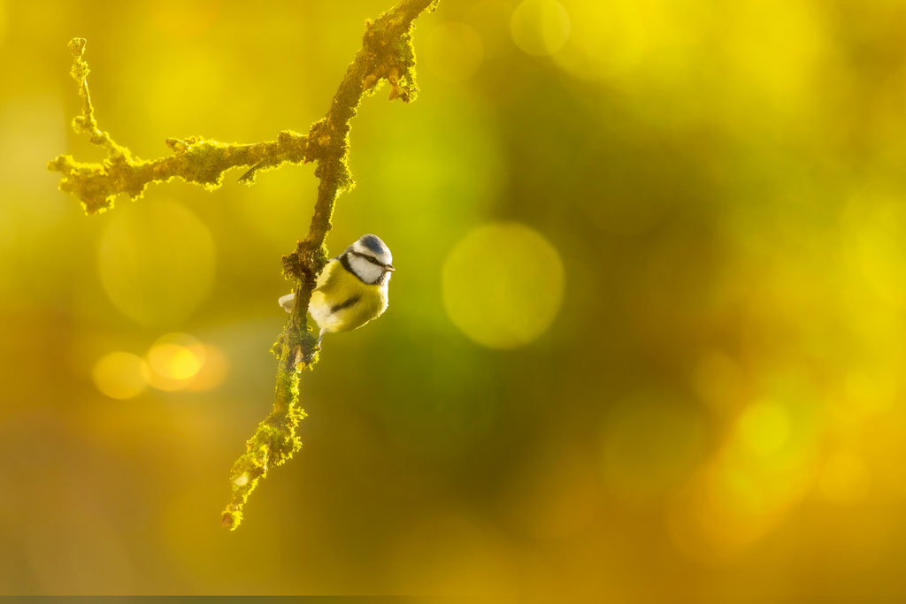 Ben Hall blue tit bird photograph