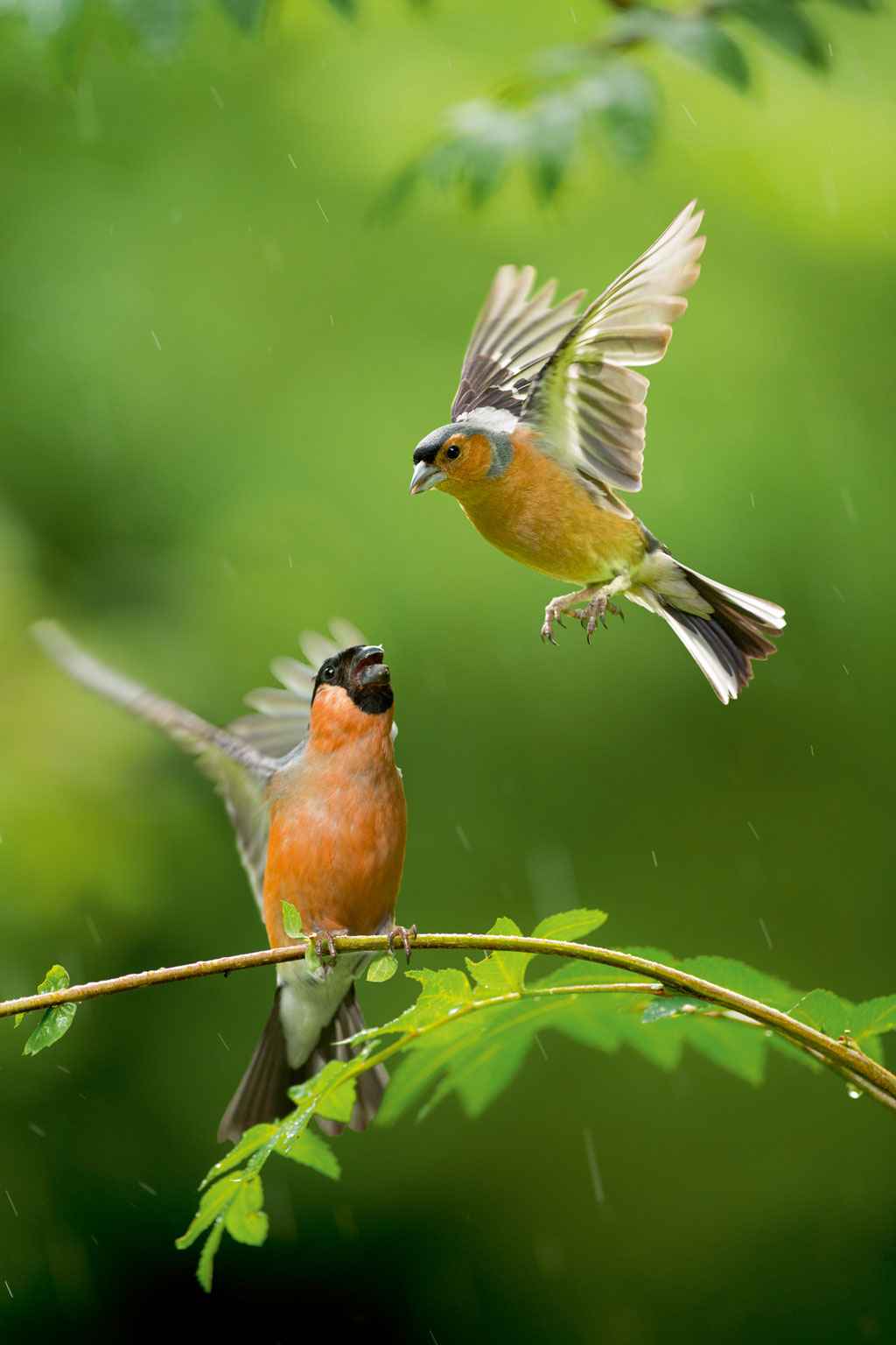 Ben Hall bullfinch and chaffinch bird photograph