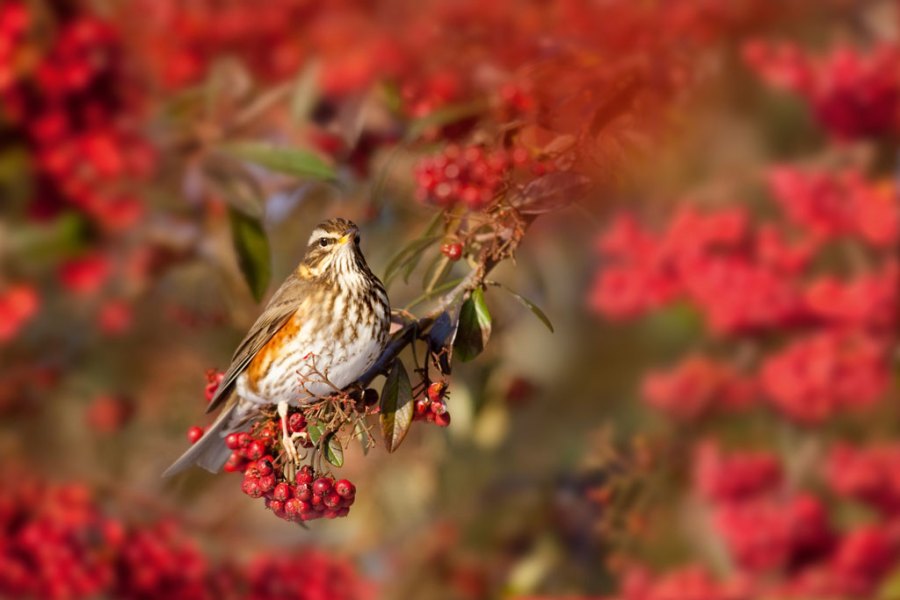 Winging It: Photograph garden birds on a budget