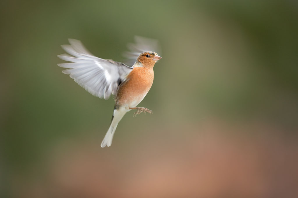 Ben Hall chaffinch