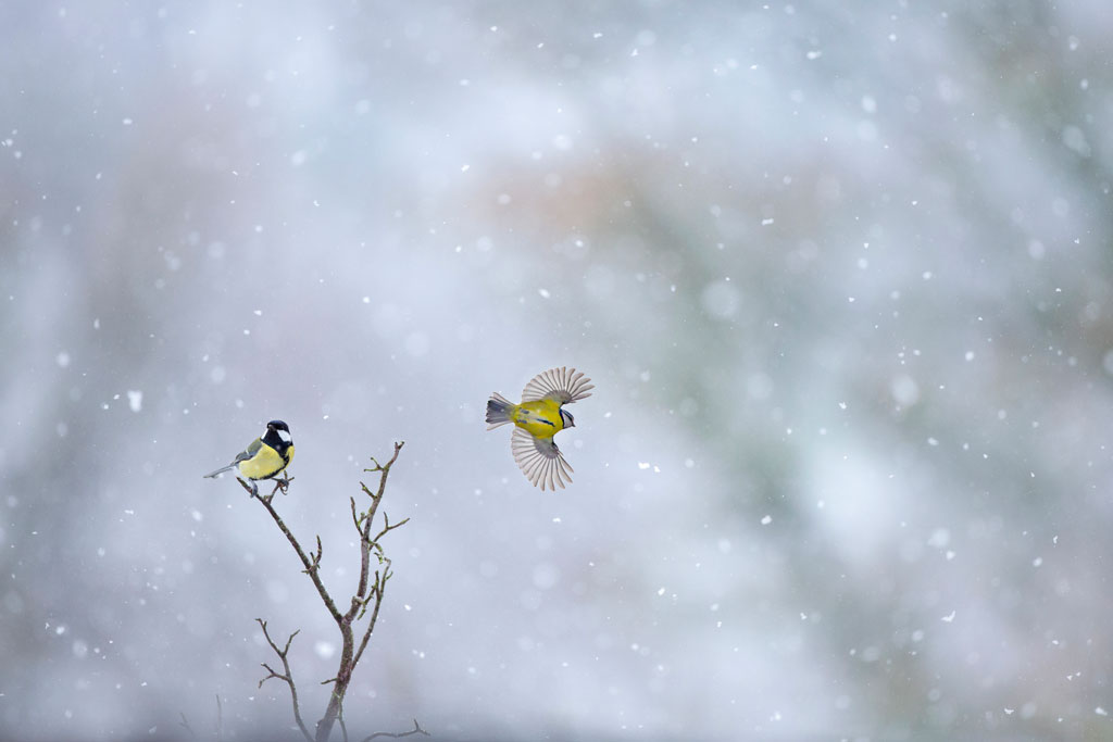 Ben Hall great tit