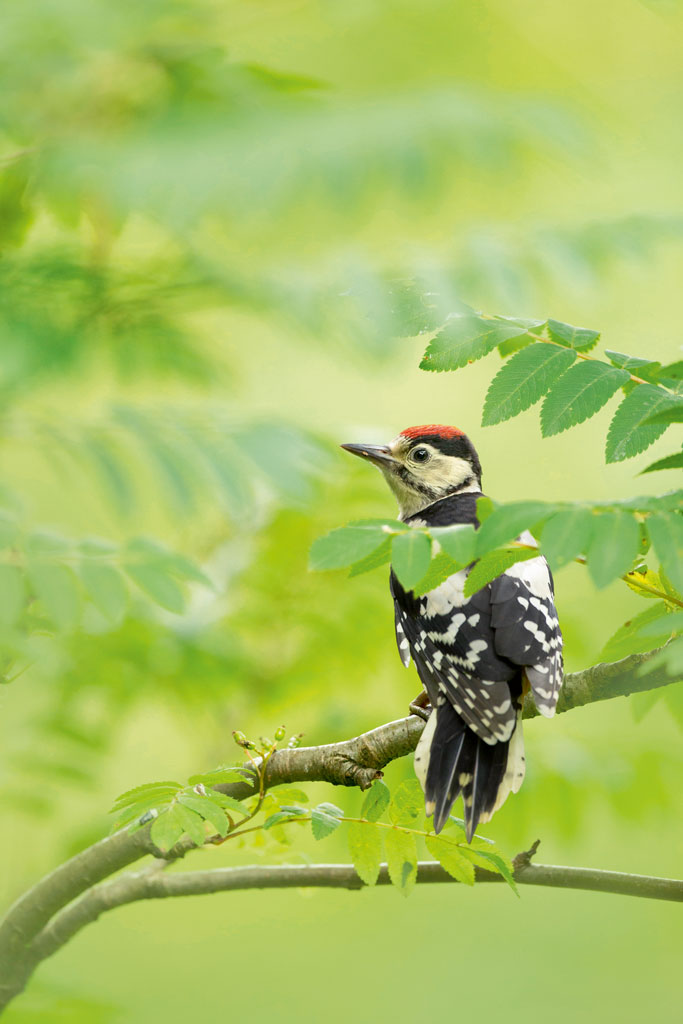 Ben Hall great spotted woodpecker bird photograph