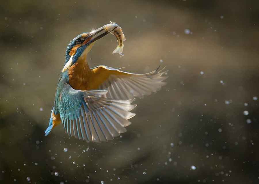 How to capture birds in flight and fast-moving animals