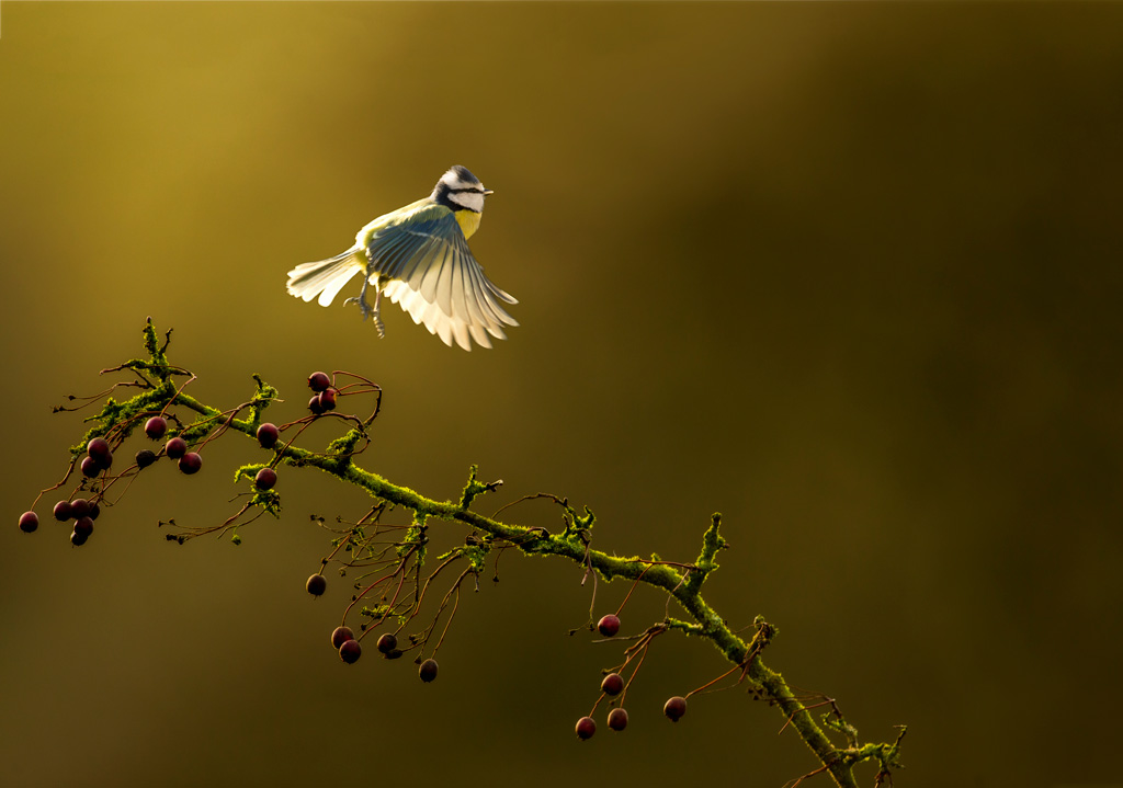 A bird captured in mid air.