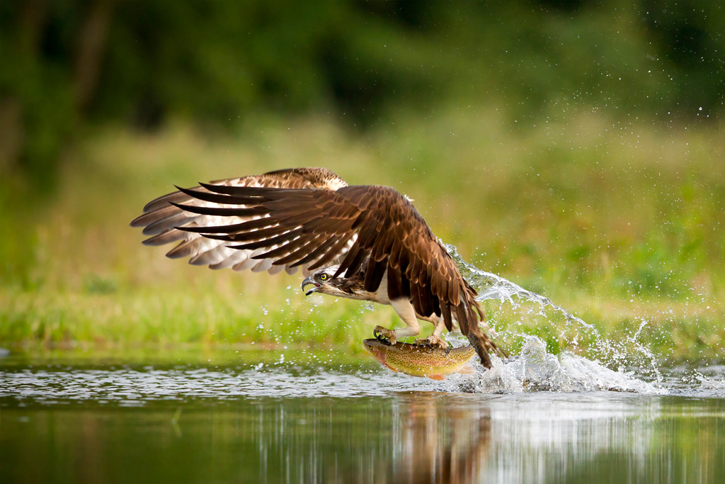 Osprey (Pandion haliaetus) diving and catching a rainbow trout, Scotland.