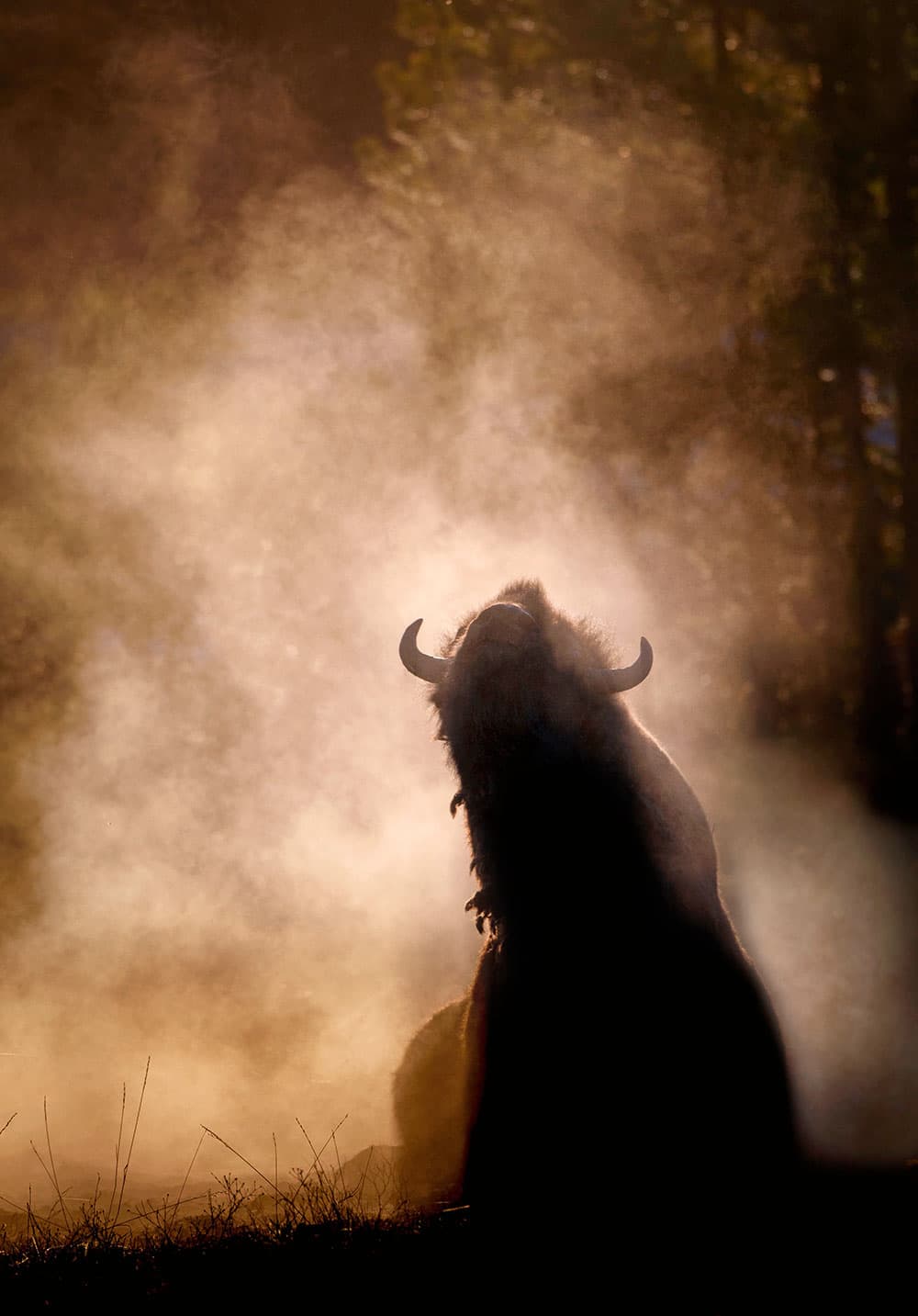 Bison, Yellowstone National Park, USA.