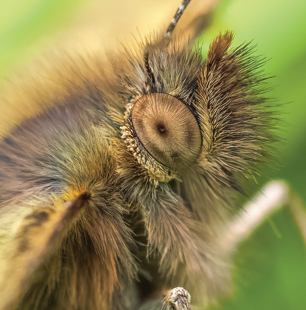 The eye of a Speckled Wood