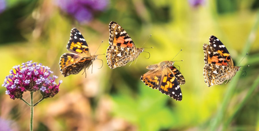 How to photograph butterflies