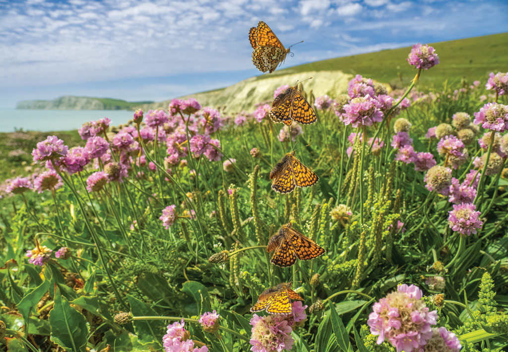 Glanville Fritillary wideangle flight sequence