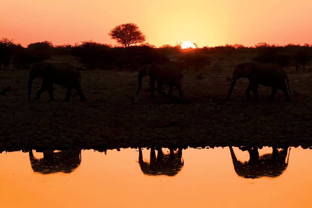 Elephants, Etosha National Park, Namibia