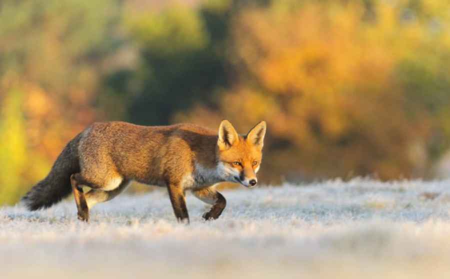 Get great autumn wildlife shots