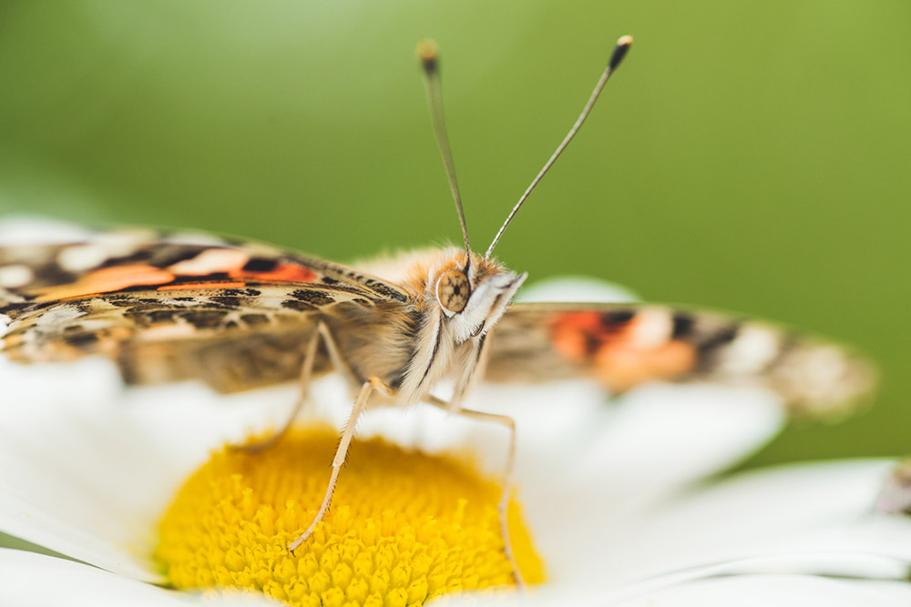 The garden is an excellent location for all kinds of wildlife. guide to Garden wildlife photography