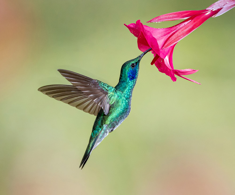 Using a fast enough shutter speed will ensure your subject stays sharp even when it is moving. Image: Steven Greenfiled / 500px, Getty Images