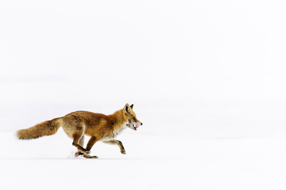 Track your subject and predict where they will enter the frame to achieve sharp shots. Jeremy Woodhouse, Getty Images