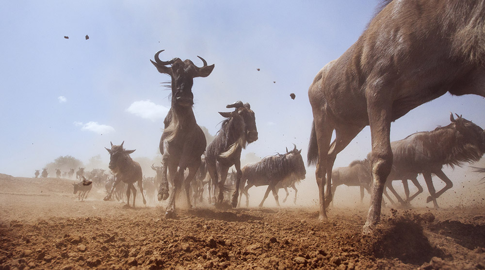 Low angles work particularly well for wide angle wildlife images. Image: Anup Shah, Getty Images guide to wildlife photography