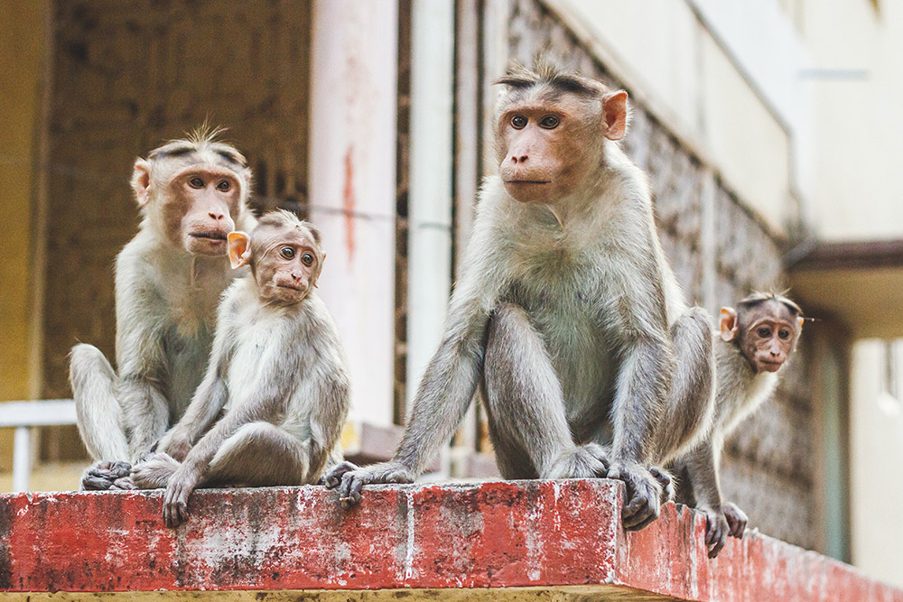 At ISO 800 the image is noisy however the scene of the Rhesus Macaque monkey family is still effective. wildlife photography guide