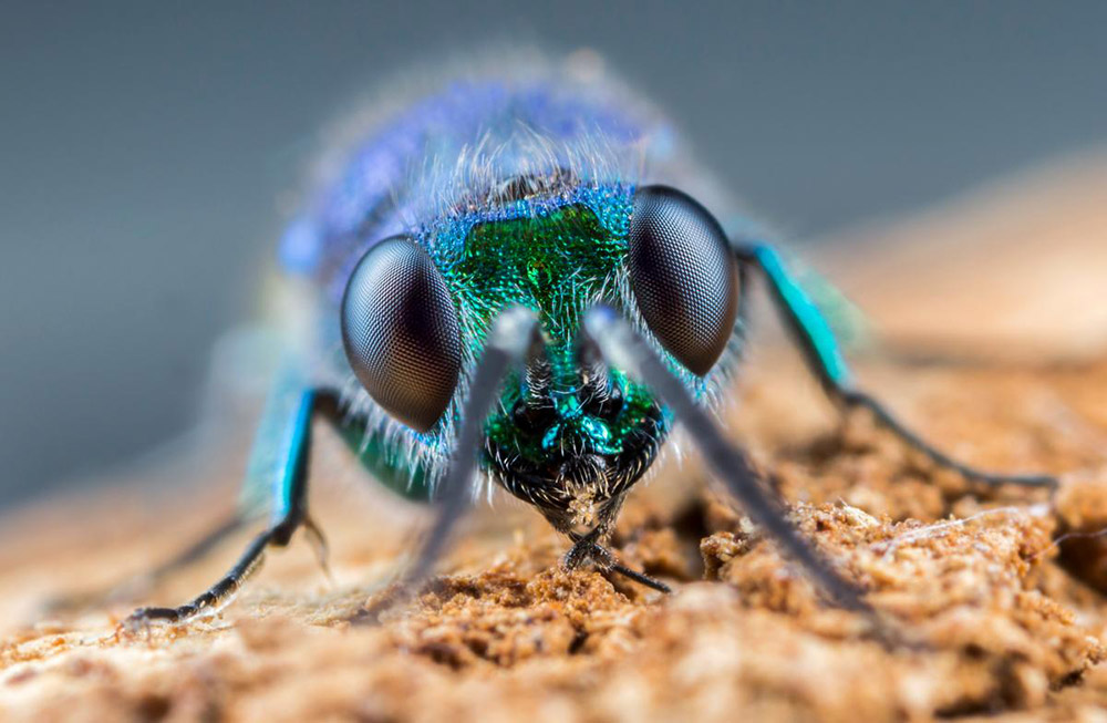 Macro photography tips: Extreme macro of a fly's head - Photo: Matt Doogue, see our Top 20 Best Macro and close-up photos!