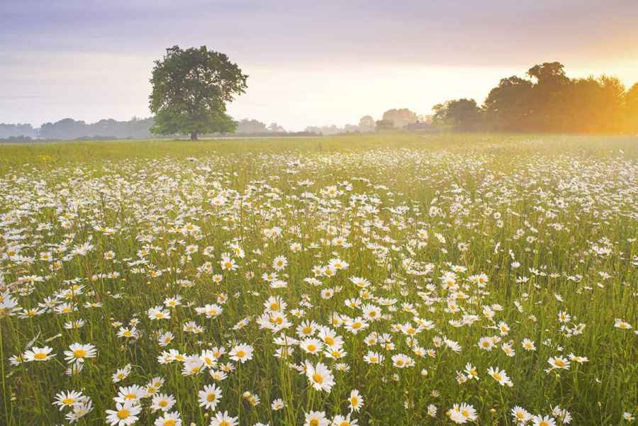 How to photograph Wildflowers