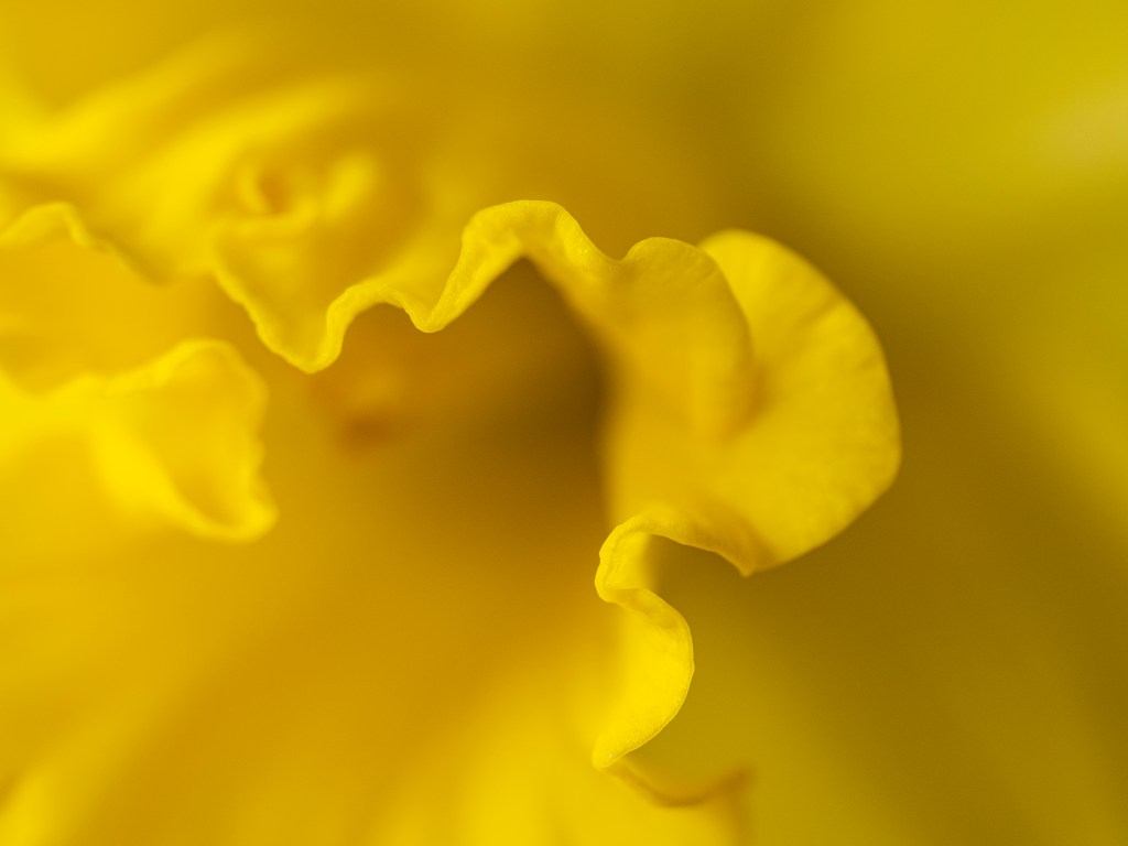 Macro photography tips: Macro photography Macro shot of a yellow flower