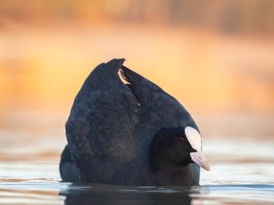 Why the OM System Olympus OM-1 is great for bird photography