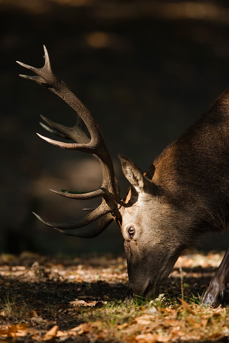 Photographing Wildlife - Red deer foraging for sweet chestnuts