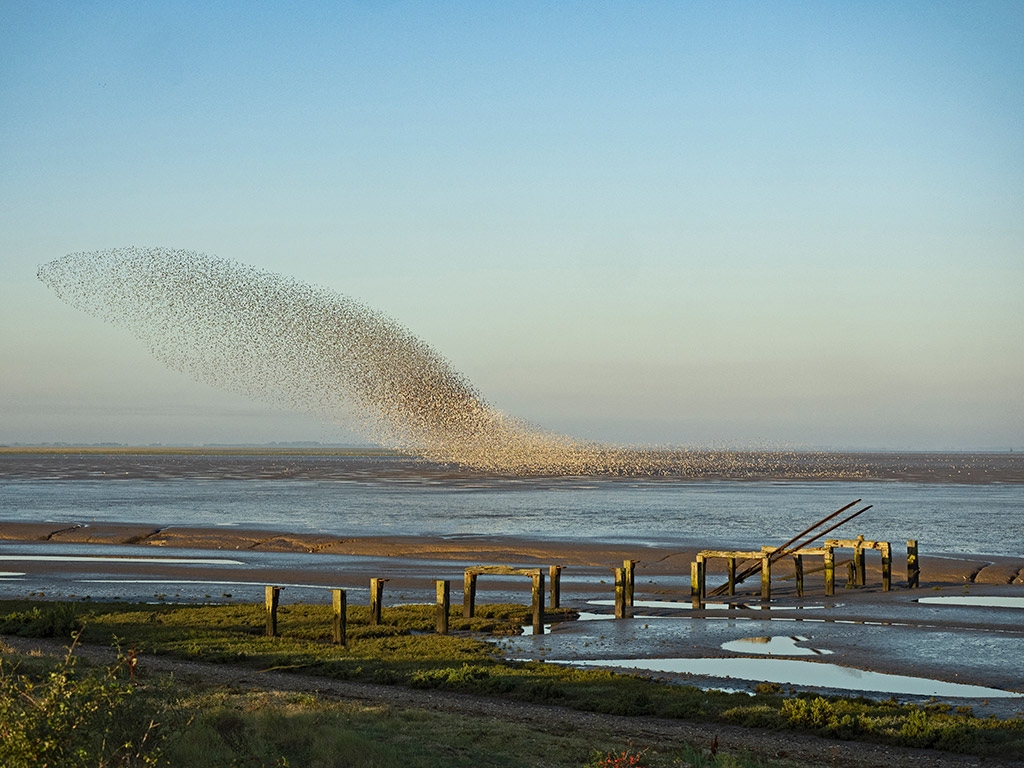 Red knot (Calidris canutus) flock at Snettisham RSPB Reserve on The Wash, Norfolk. 