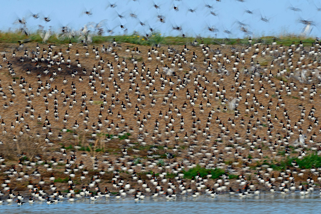 Eurasian Oystercatcher Haematopus ostralegus moving restlessly at high tide roost Snettisham on the Wash Norfolk. 