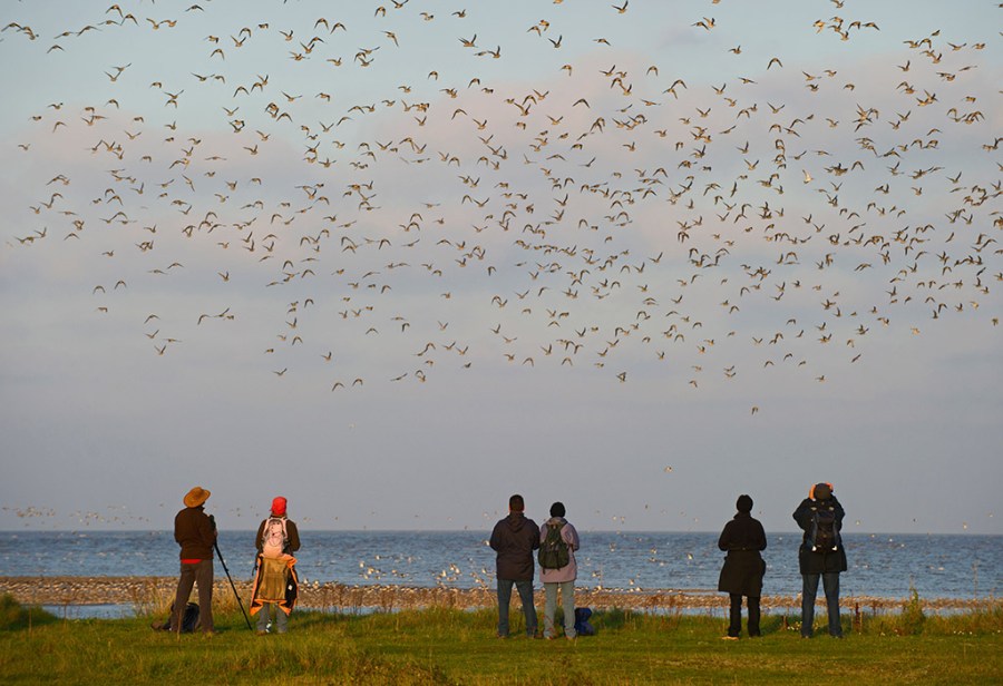 How to photograph the Snettisham Spectacular and wading birds