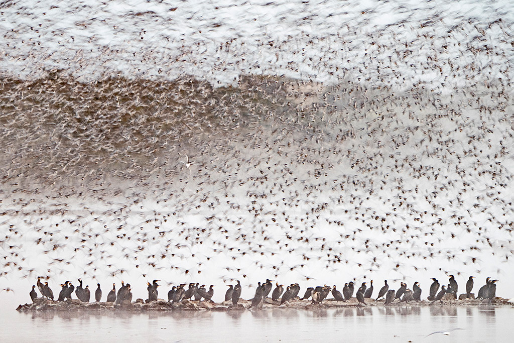 Knot (Calidris canutus) being chased by a peregrine over pits at Snettisham RSPB Reserve on The Wash, Norfolk