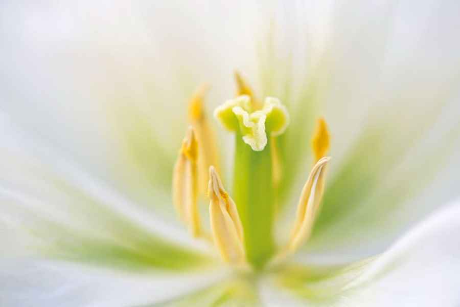 Top macro flower photography tips