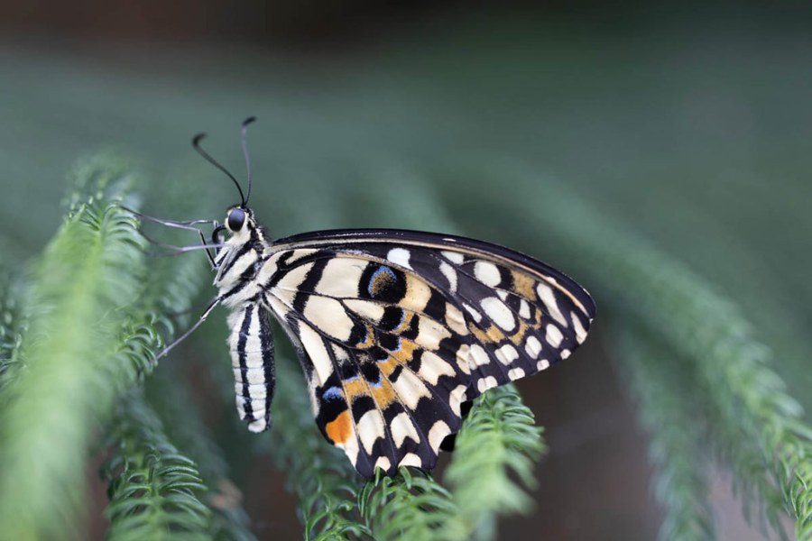 Micro Four Thirds vs Full Frame for Wildlife and Nature Photography