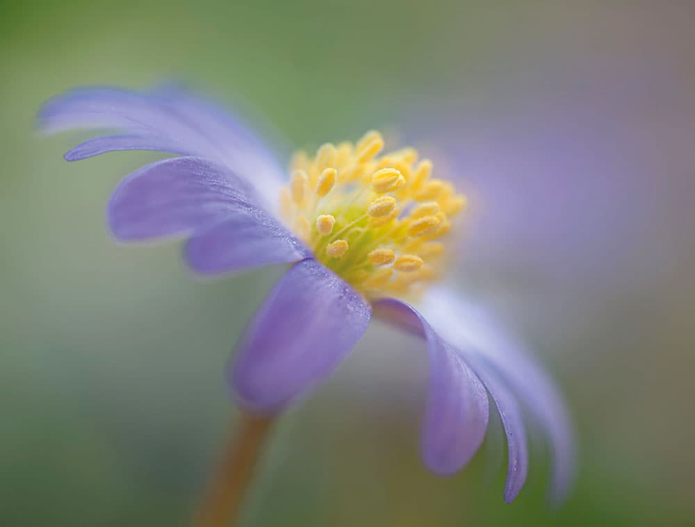 Windflower macro photography