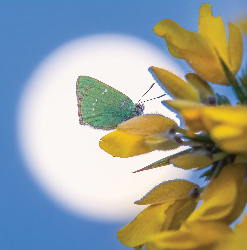 Green Hairstreak under the rising moon