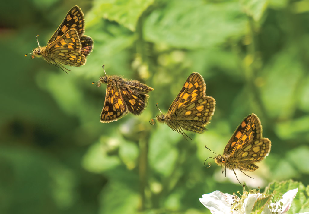 Chequered Skipper flight sequence, 