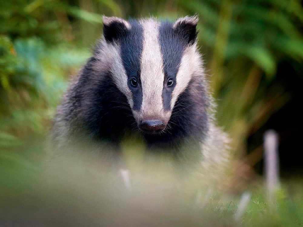 Capturing nocturnal animals - low light badger sitting still